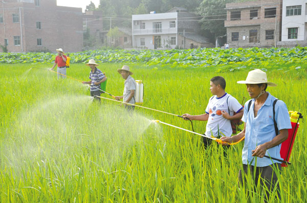 庙宇镇11800亩水稻病虫害防治完成80