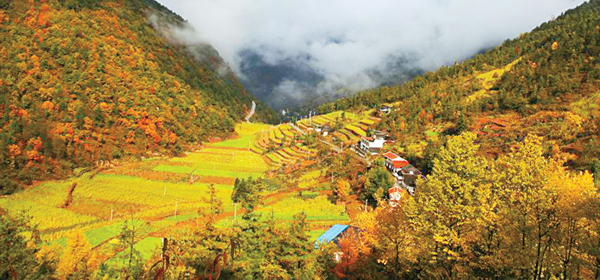 乡镇动态——金坪乡组合报道 — 巫山网