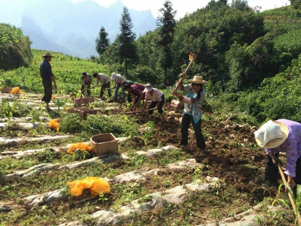 当阳:退伍军人胡华为黑土豆代言
