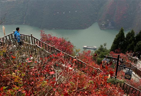 图为12月10日，游人趁周末到巫峡口文峰观景区观看红叶。卢先庆摄2.jpg